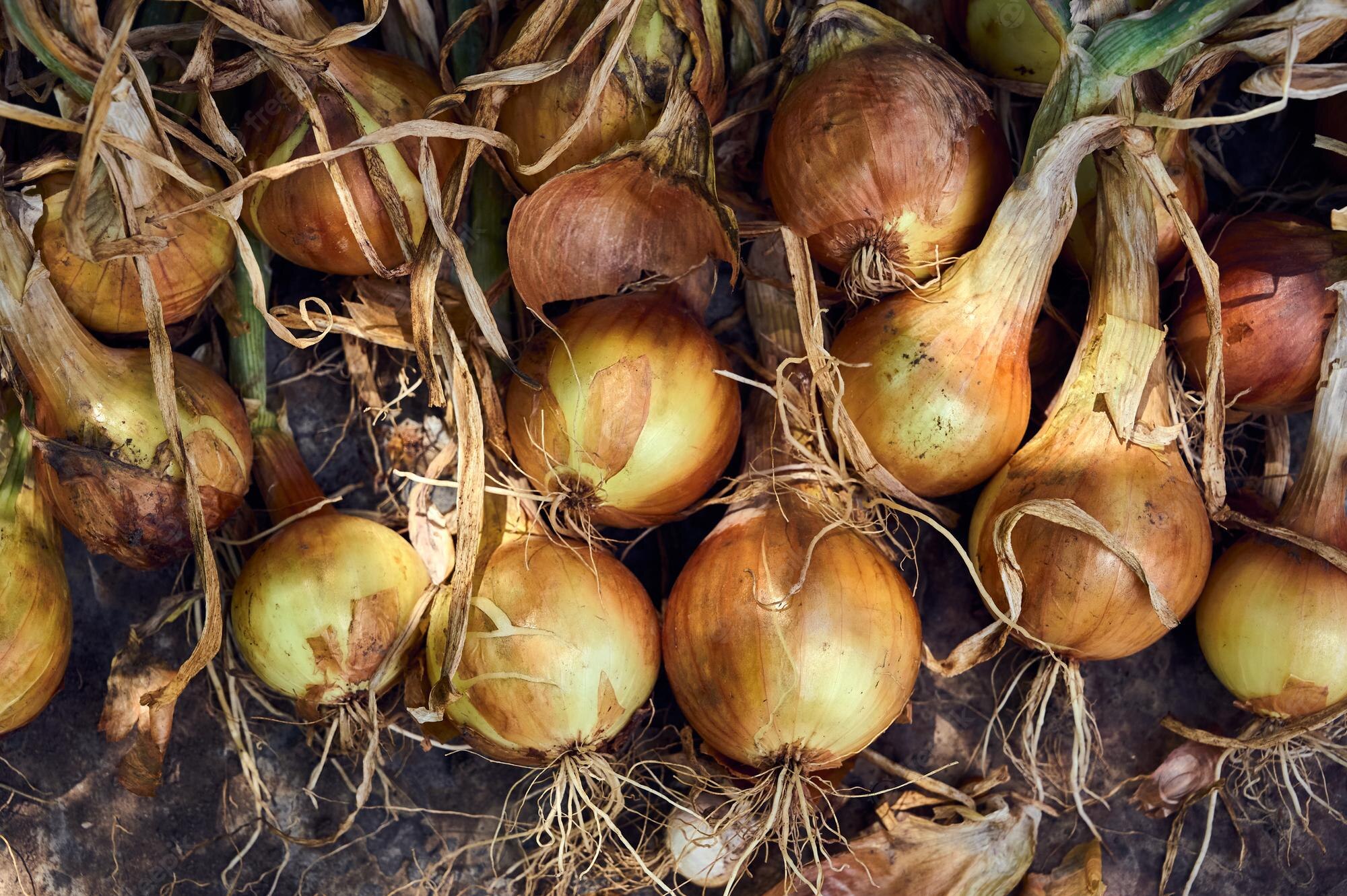 Isolation and Identification of Pathogens Responsible for Post-Harvest Spoilage of Onions (Allium cepa L.) in Some Selected Markets in Maiduguri, Borno State